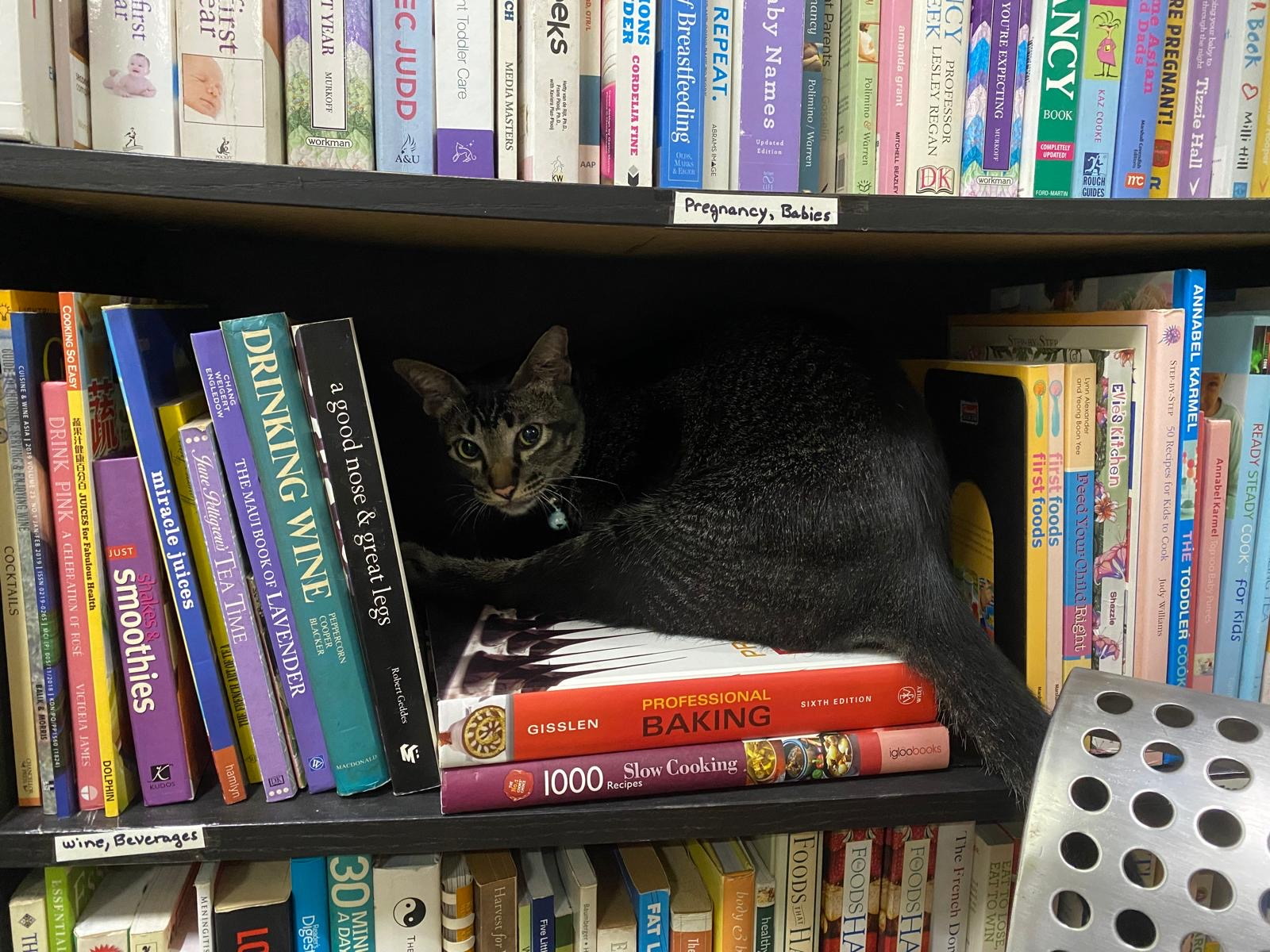 Dewy nestled among cookbooks on a library shelf