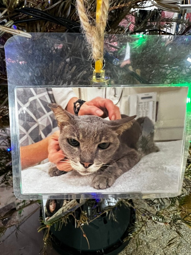 A photograph of a grey cat hanging on the Christmas fir tree
