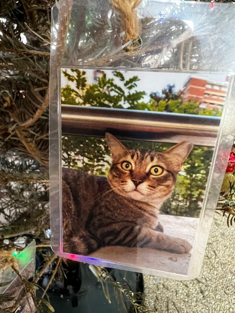 A photograph of a wide-eyed tabby cat hanging among the fir branches