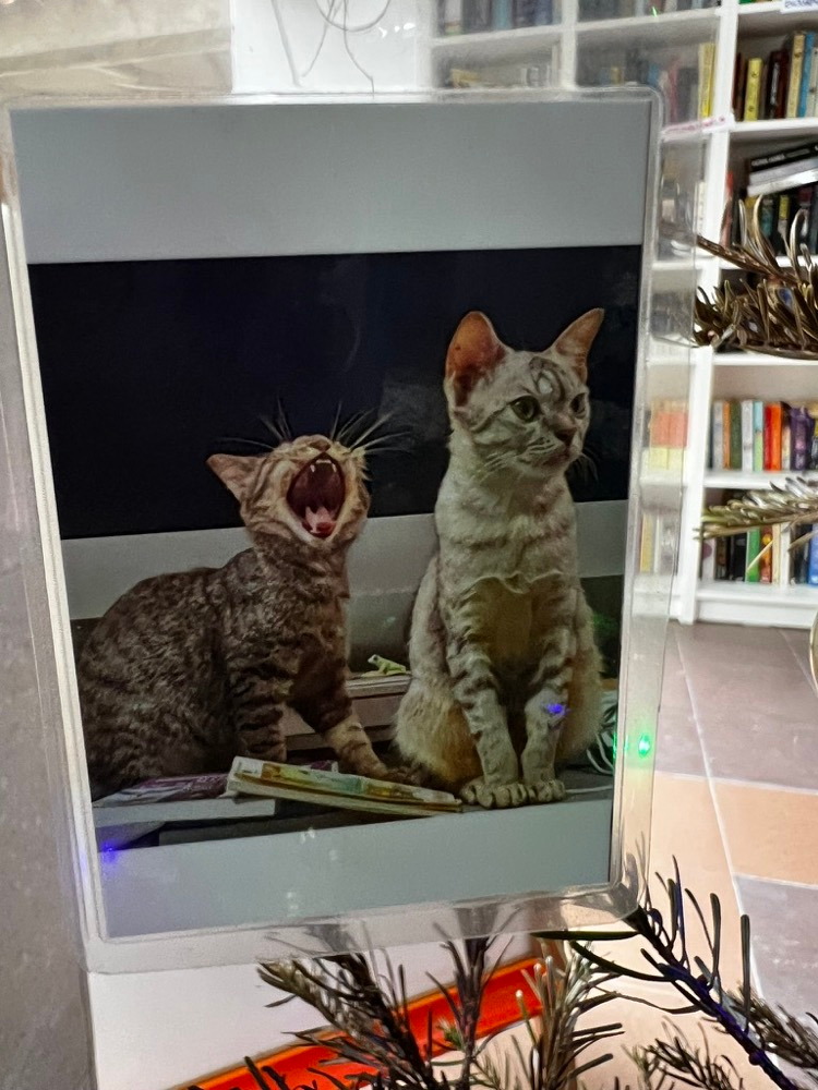 A photograph of two cats hanging on the Christmas fir tree