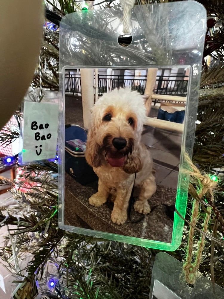 A photograph of a small cream-coloured dog hanging on the Christmas fir tree