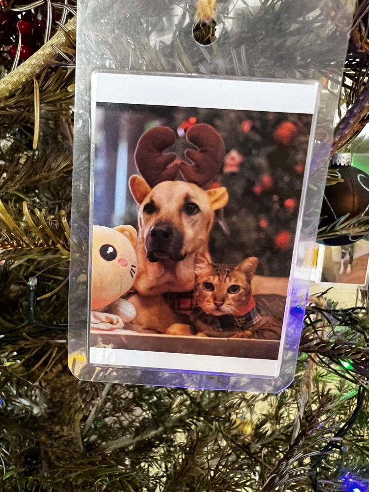 A photograph of a dog wearing festive antlers beside a cat, hanging on the Christmas fir tree