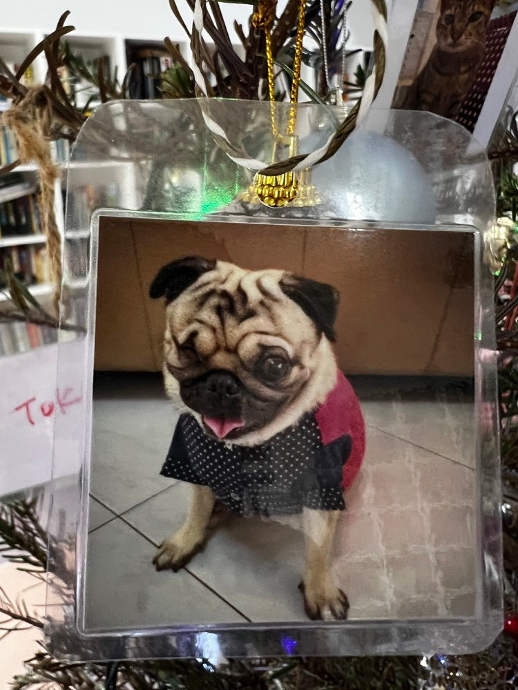 A photograph of a pug in a bow tie hanging among the fir branches
