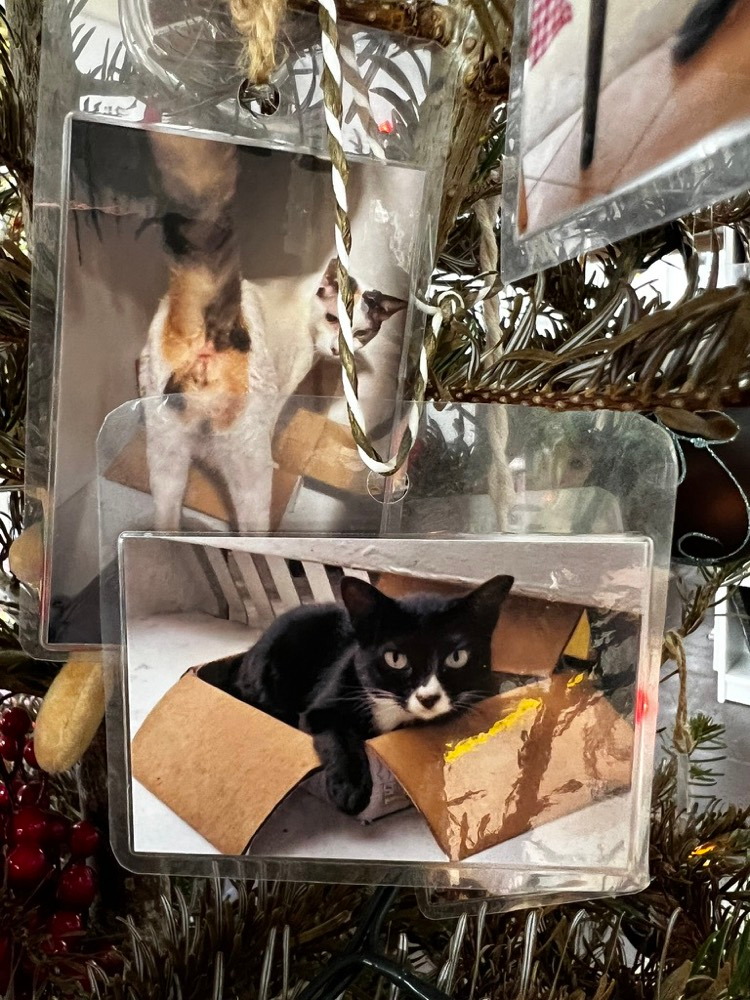 Photographs of cats hanging together on the Christmas fir tree