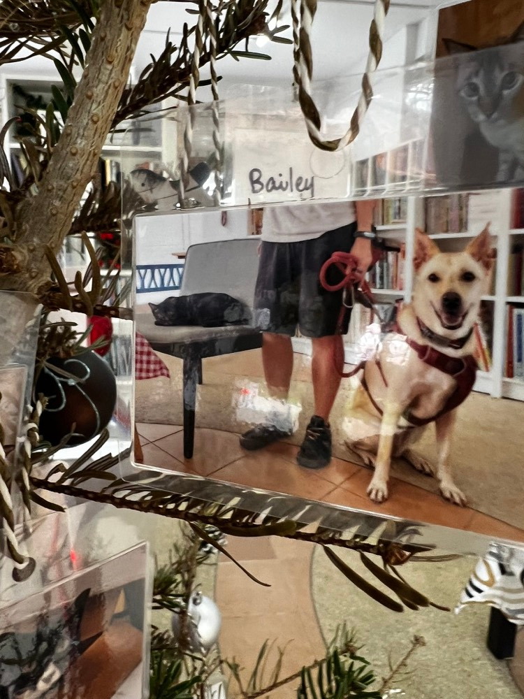 A photograph of a smiling dog hanging among the Christmas fir branches