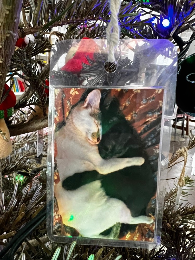 A photograph of two cats resting together hanging on the Christmas fir tree