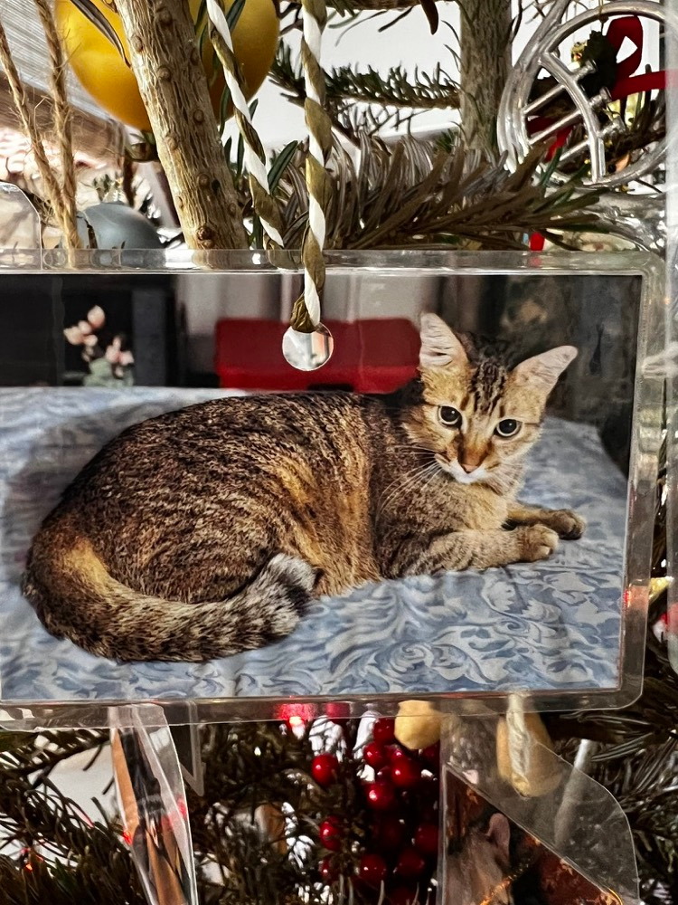 A photograph of a tabby cat hanging on HVLL’s Christmas fir tree