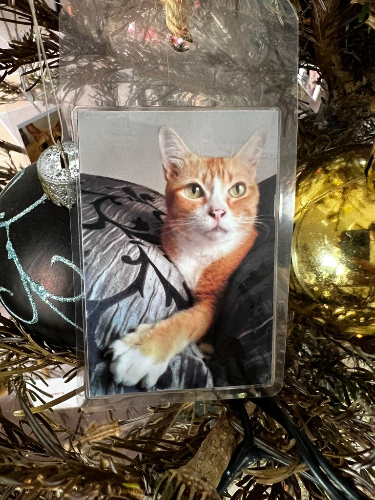 A keepsake on Firby showing a ginger-and-white cat resting on a bed