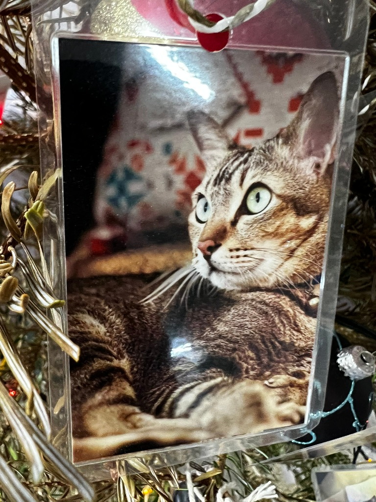 A keepsake on Firby showing a tabby cat reclining and looking to one side