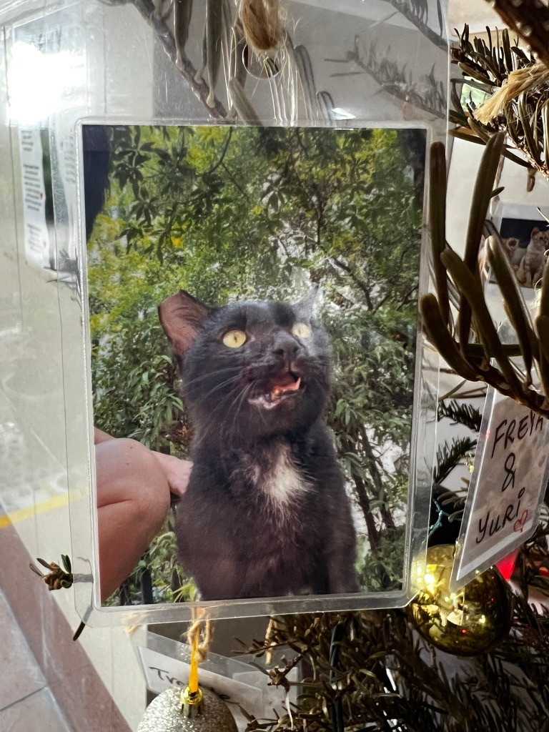 A keepsake on Firby showing a black cat outdoors beneath green trees