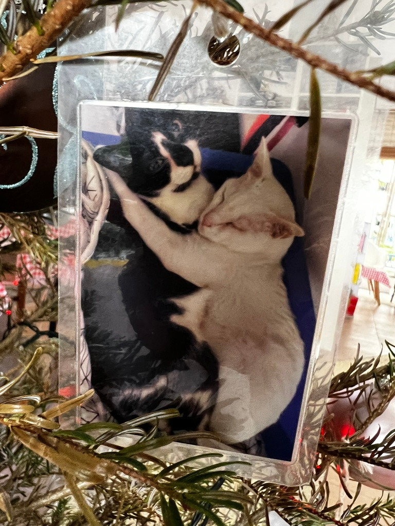 A keepsake on Firby showing a black-and-white cat cuddling a white cat