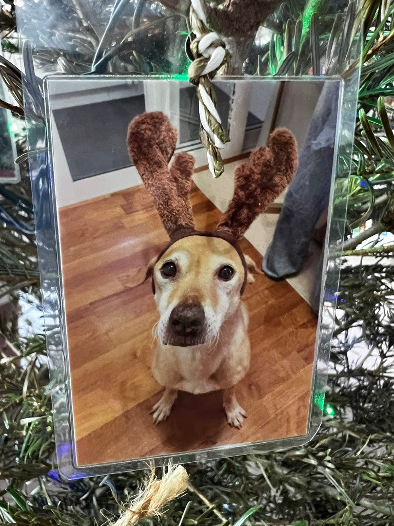 A keepsake on Firby showing a tan dog wearing soft reindeer antlers