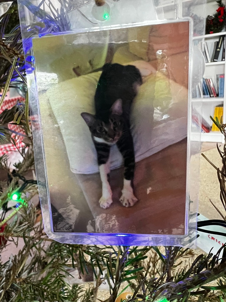 A keepsake on Firby showing a tabby cat stretching forwards