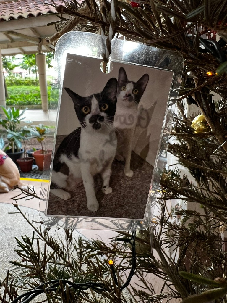 A keepsake on Firby showing two black-and-white cats looking towards the camera