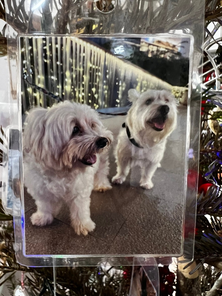 A keepsake on Firby showing two small white dogs standing together