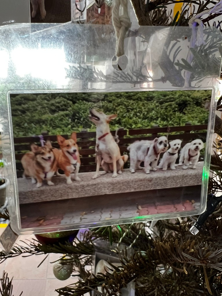 A keepsake on Firby showing seven dogs lined up together on a bench