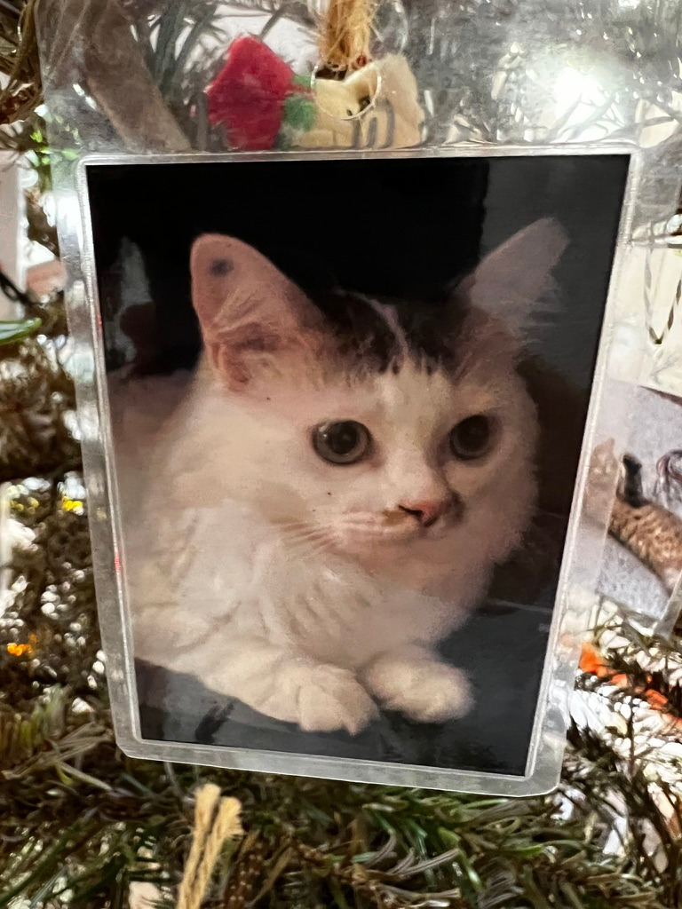 A keepsake on Firby showing a fluffy white cat resting with its paws together