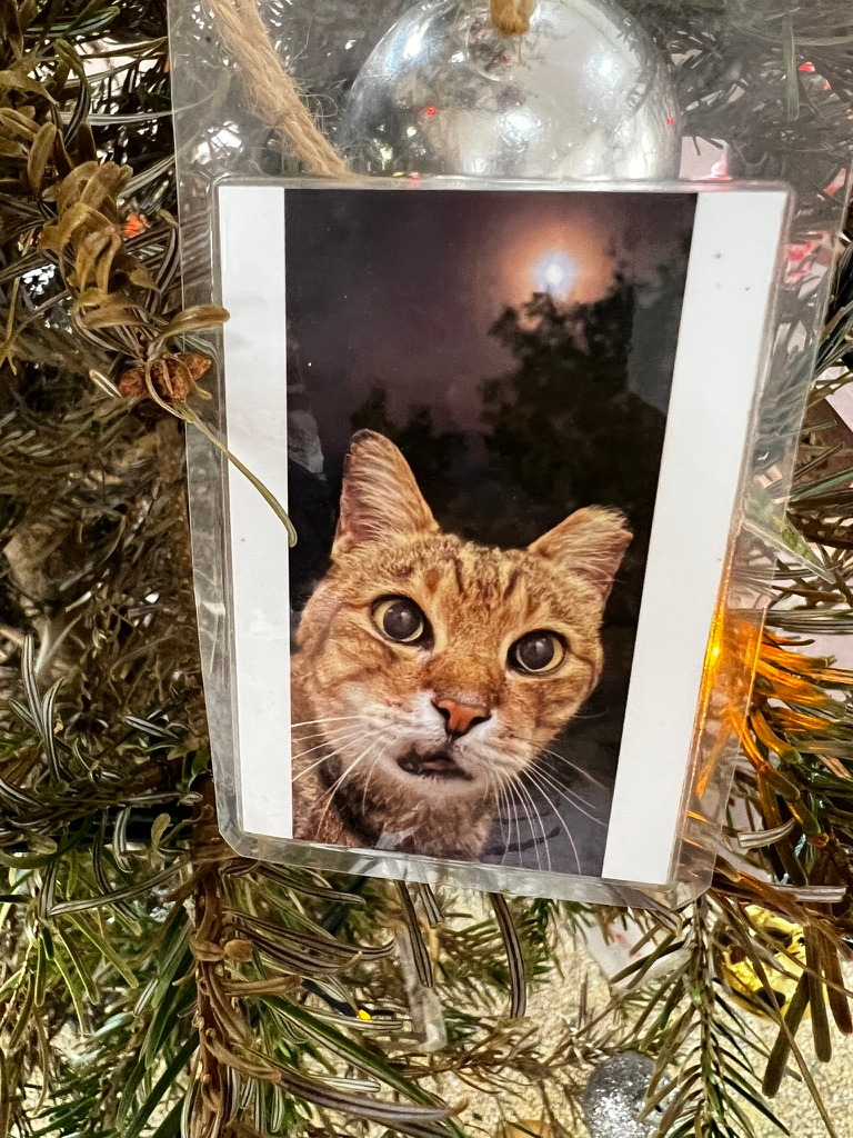 A keepsake on Firby showing a close-up portrait of a tabby cat