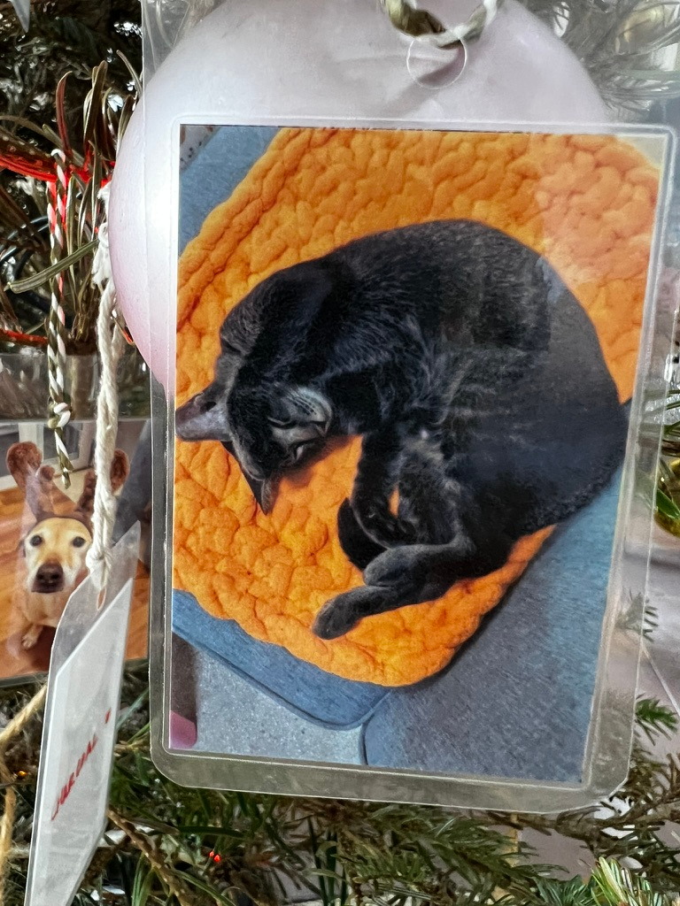 A keepsake on Firby showing a black cat curled asleep on an orange blanket