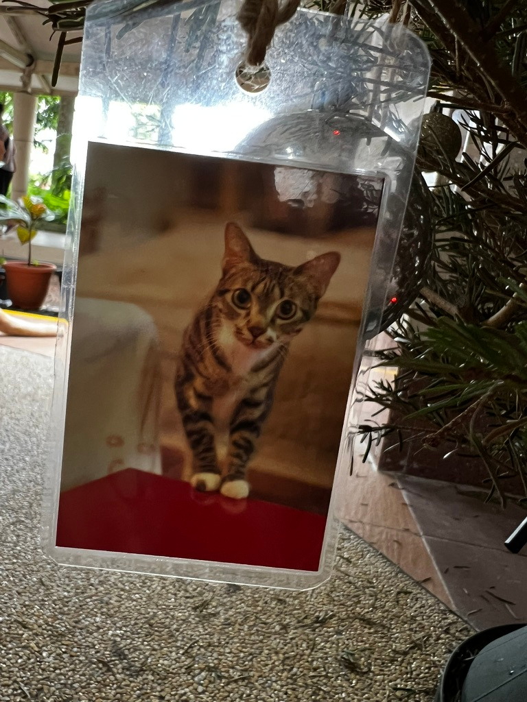 A keepsake on Firby showing a tabby cat standing on a red surface