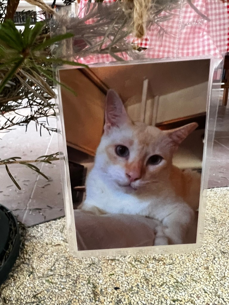 A keepsake on Firby showing a cream-and-white cat resting indoors