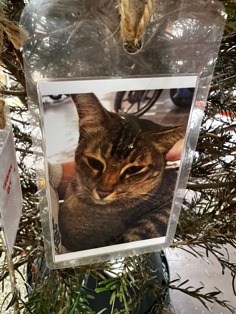 A keepsake on Firby showing a tabby cat being gently petted