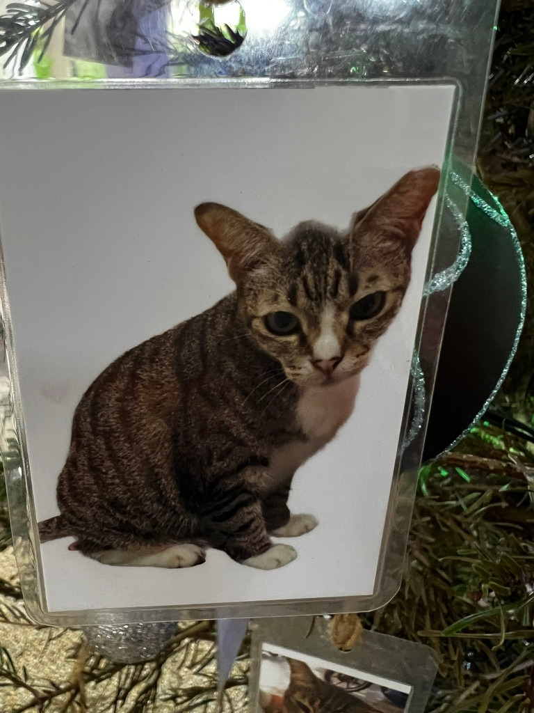 A keepsake on Firby showing a small tabby cat against a white background