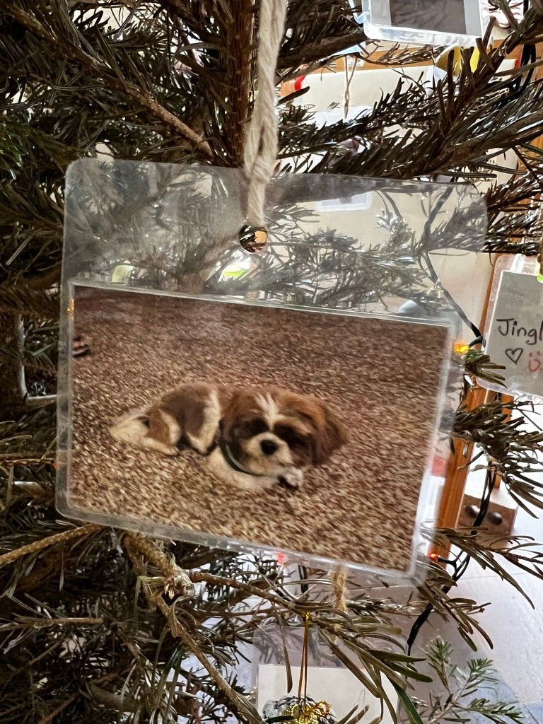 A keepsake on Firby showing a tiny brown-and-white puppy
