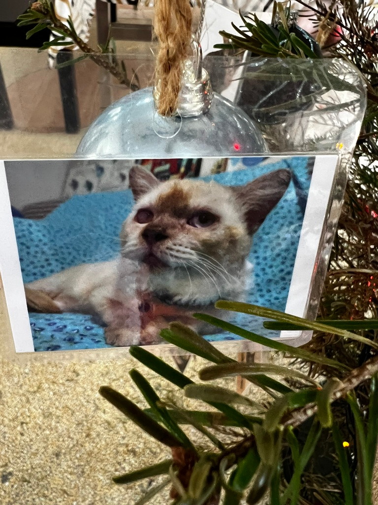 A keepsake on Firby showing a light-coloured cat resting on a blue blanket