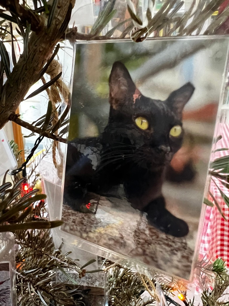 A keepsake on Firby showing a black cat resting on a carpet