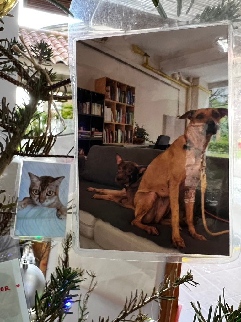 A keepsake on Firby showing two brown dogs sitting together on a sofa
