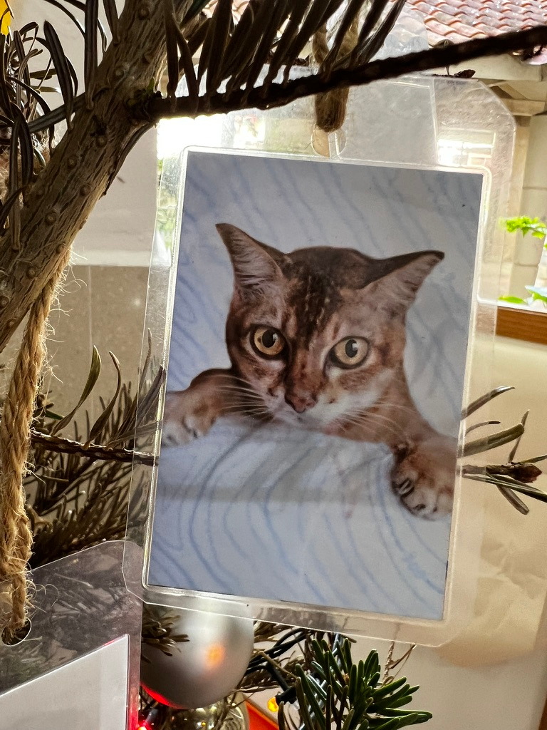 A keepsake on Firby showing a tabby cat peeking over a pale blue blanket