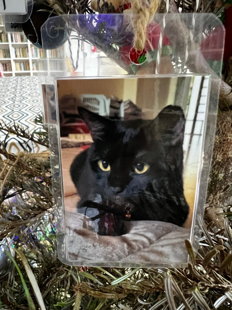 A keepsake on Firby showing a fluffy black cat resting on a blanket