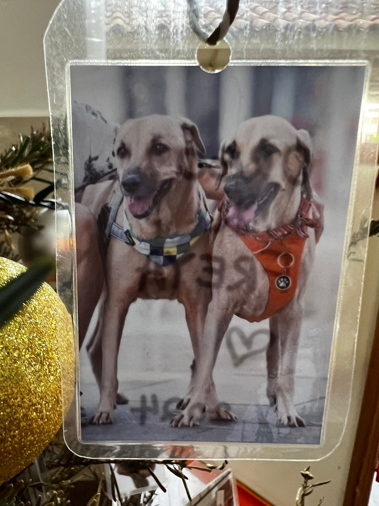 A keepsake on Firby showing two tan dogs standing together in harnesses