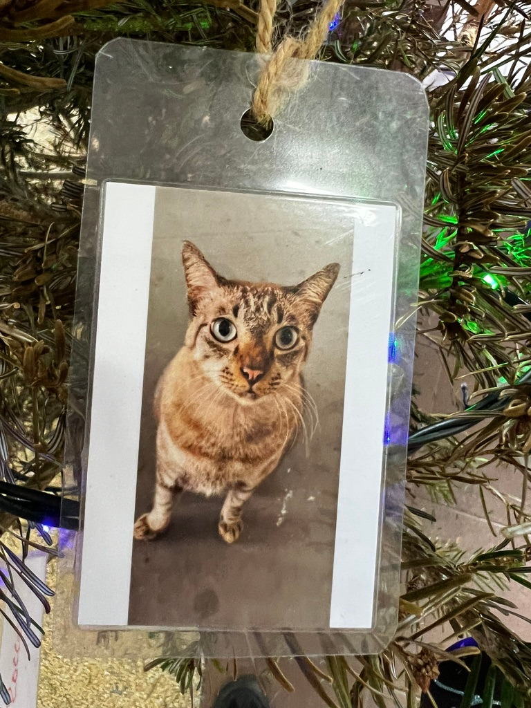 A keepsake on Firby showing a tabby cat looking up towards the camera