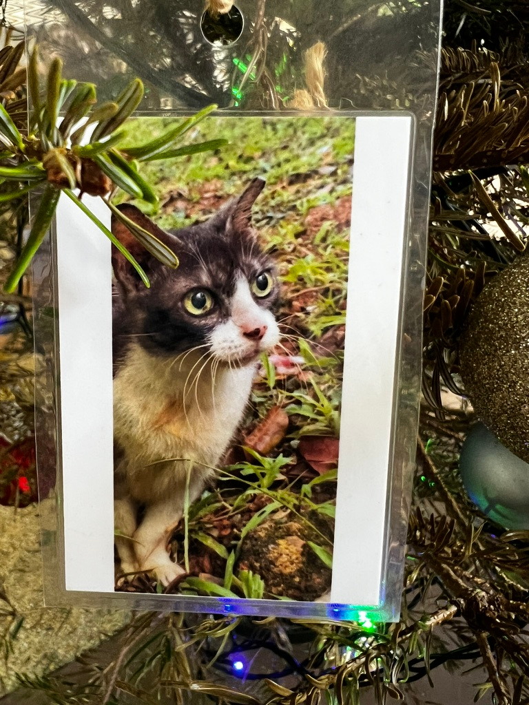 A keepsake on Firby showing a black-and-white cat sitting among grass and leaves