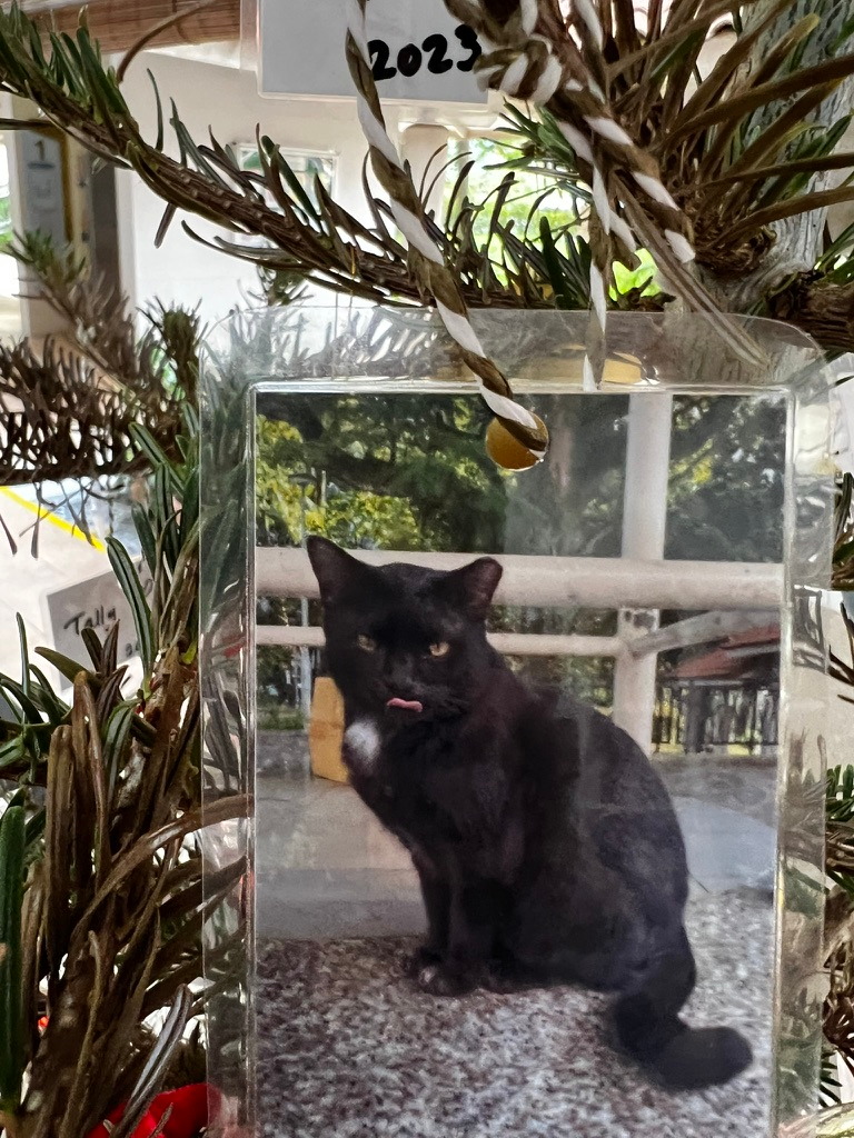 A keepsake on Firby showing a black cat seated beneath the void deck