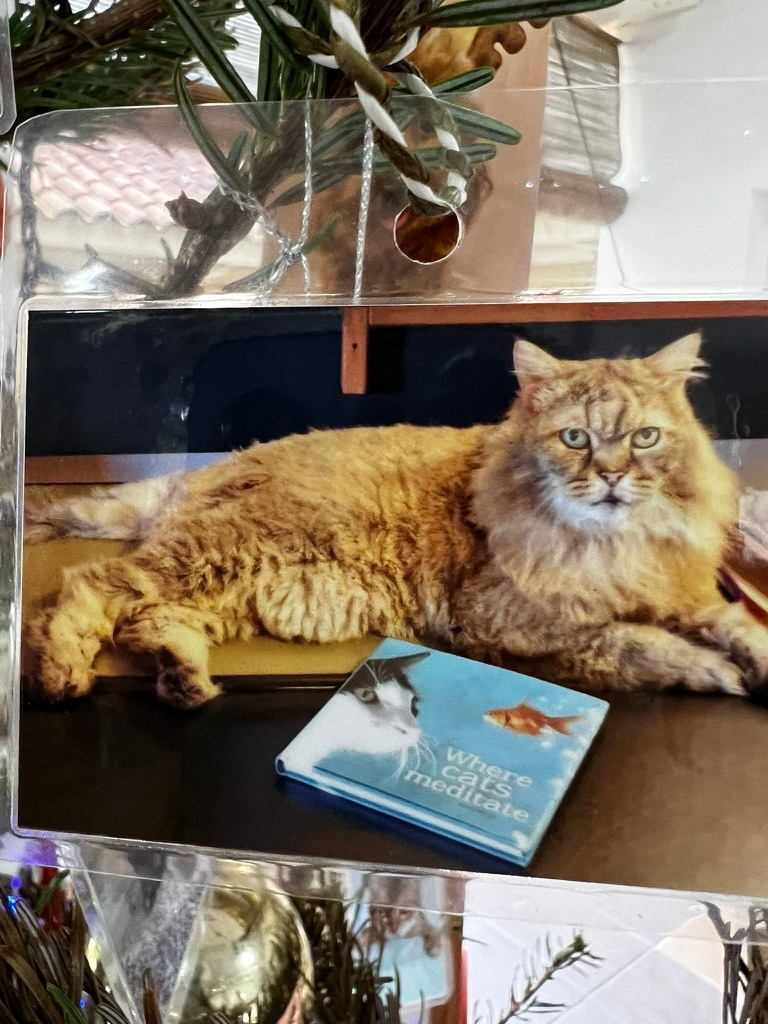 A keepsake on Firby showing a long-haired ginger cat beside the book Where Cats Meditate