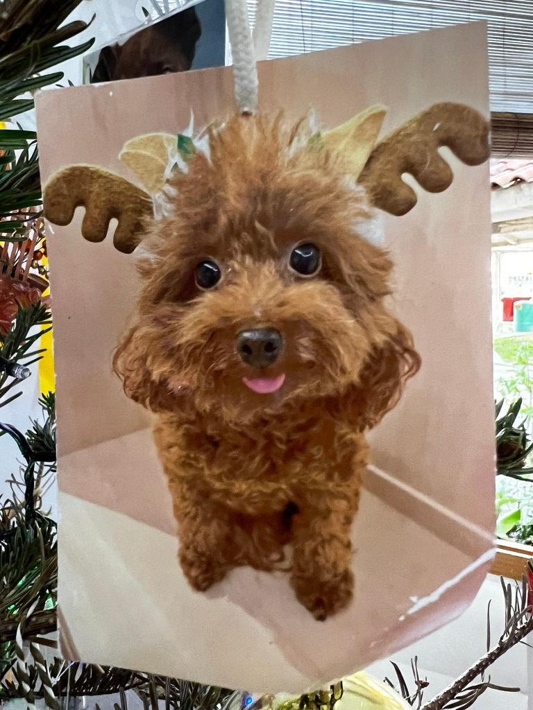 A keepsake on Firby showing a small curly-haired dog wearing reindeer antlers