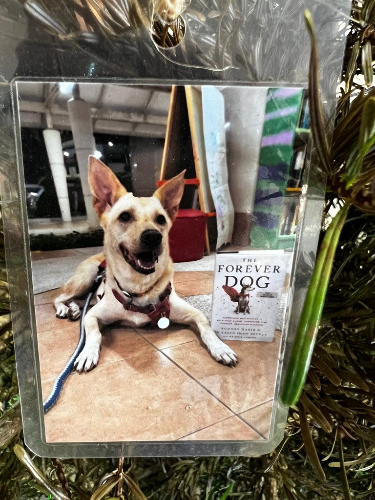 A keepsake on Firby showing a cream-coloured dog beside the book The Forever Dog