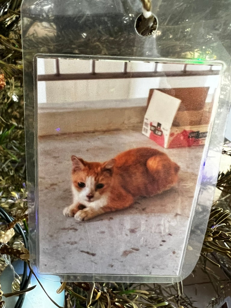 A keepsake on Firby showing an orange-and-white cat lying beneath the void deck