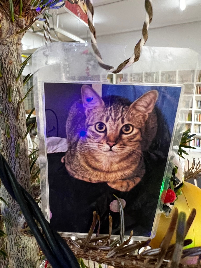 A keepsake on Firby showing a tabby cat resting with its paws tucked underneath