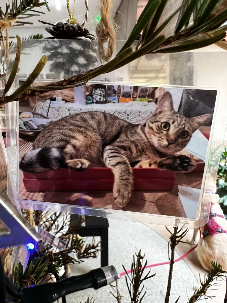A keepsake on Firby showing a tabby cat reclining in a red tray