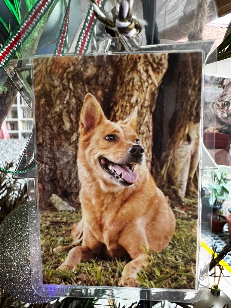 A keepsake on Firby showing a tan dog resting beneath a tree