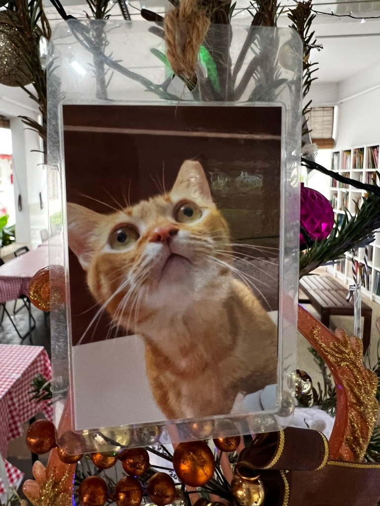 A keepsake on Firby showing a ginger cat gazing upwards