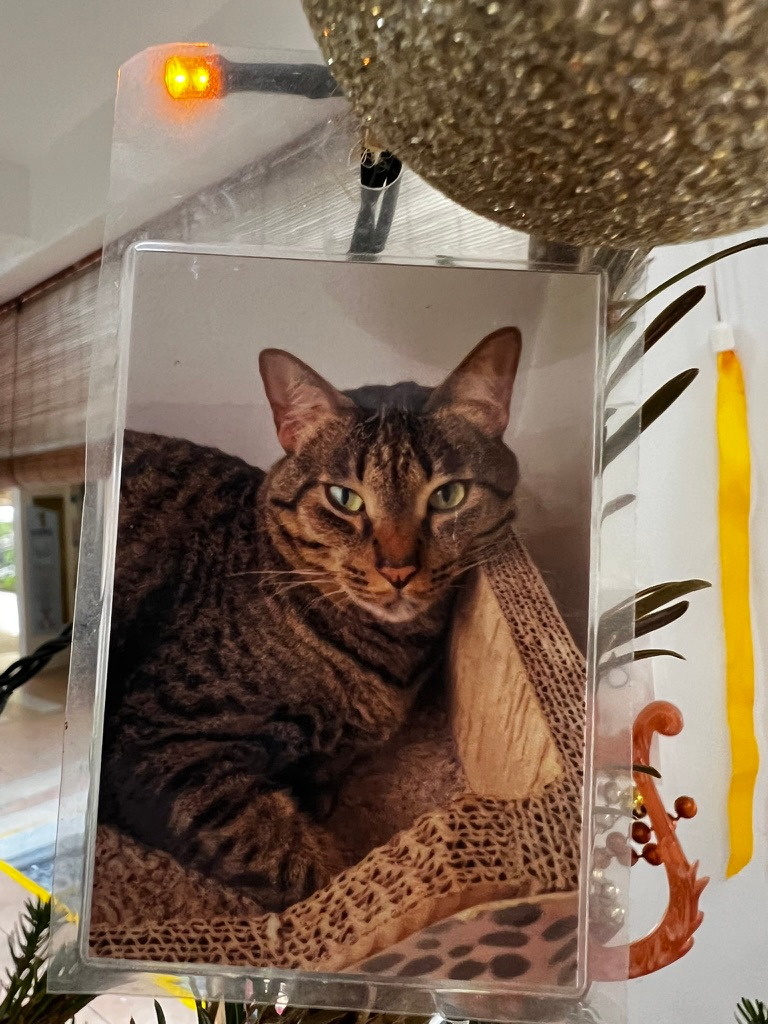 A keepsake on Firby showing a tabby cat curled in a fabric hammock