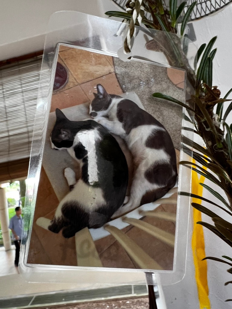 A keepsake on Firby showing two black-and-white cats sleeping together