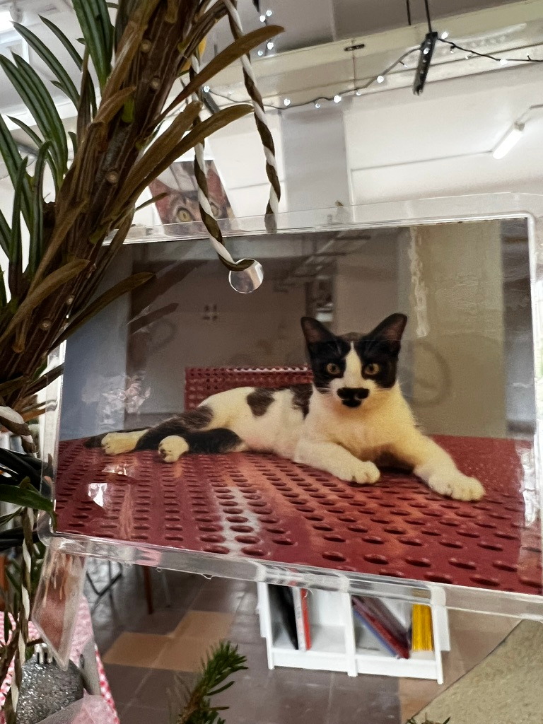 A keepsake on Firby showing a black-and-white cat reclining on a red table