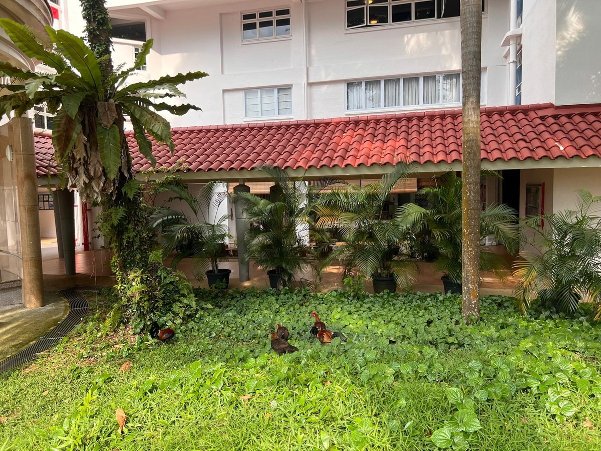 A small flock of free-roaming fowl among greenery beside a sheltered block walkway