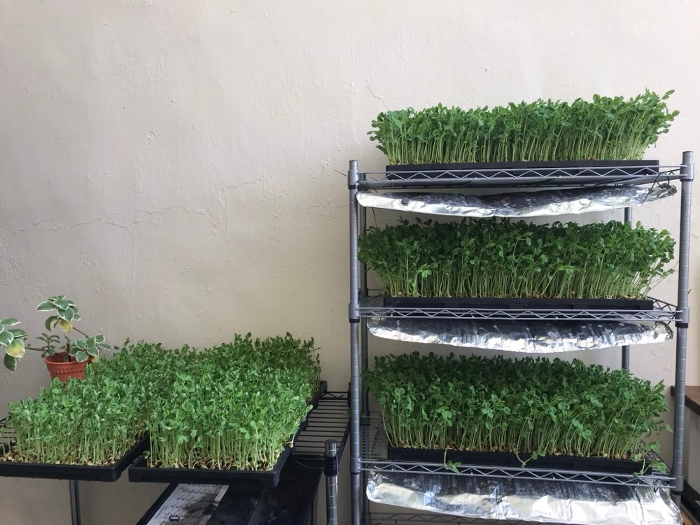 Dense trays of young green shoots growing on multi-level racks